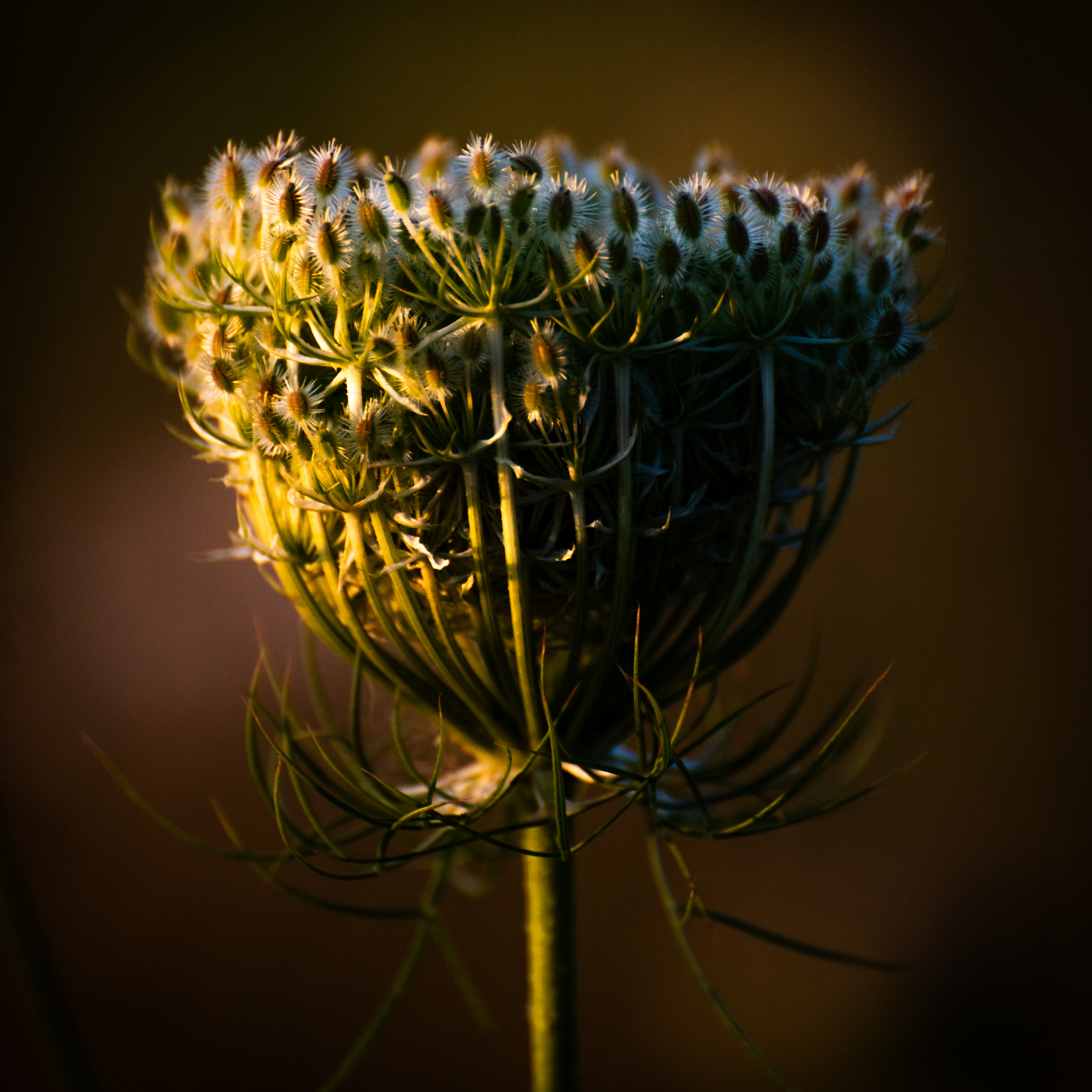 Bloem in ondergaande zon